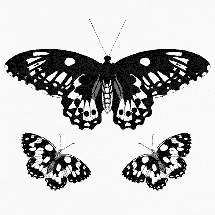 Smoke Trees & Lito Akari - Monochrome Butterflies