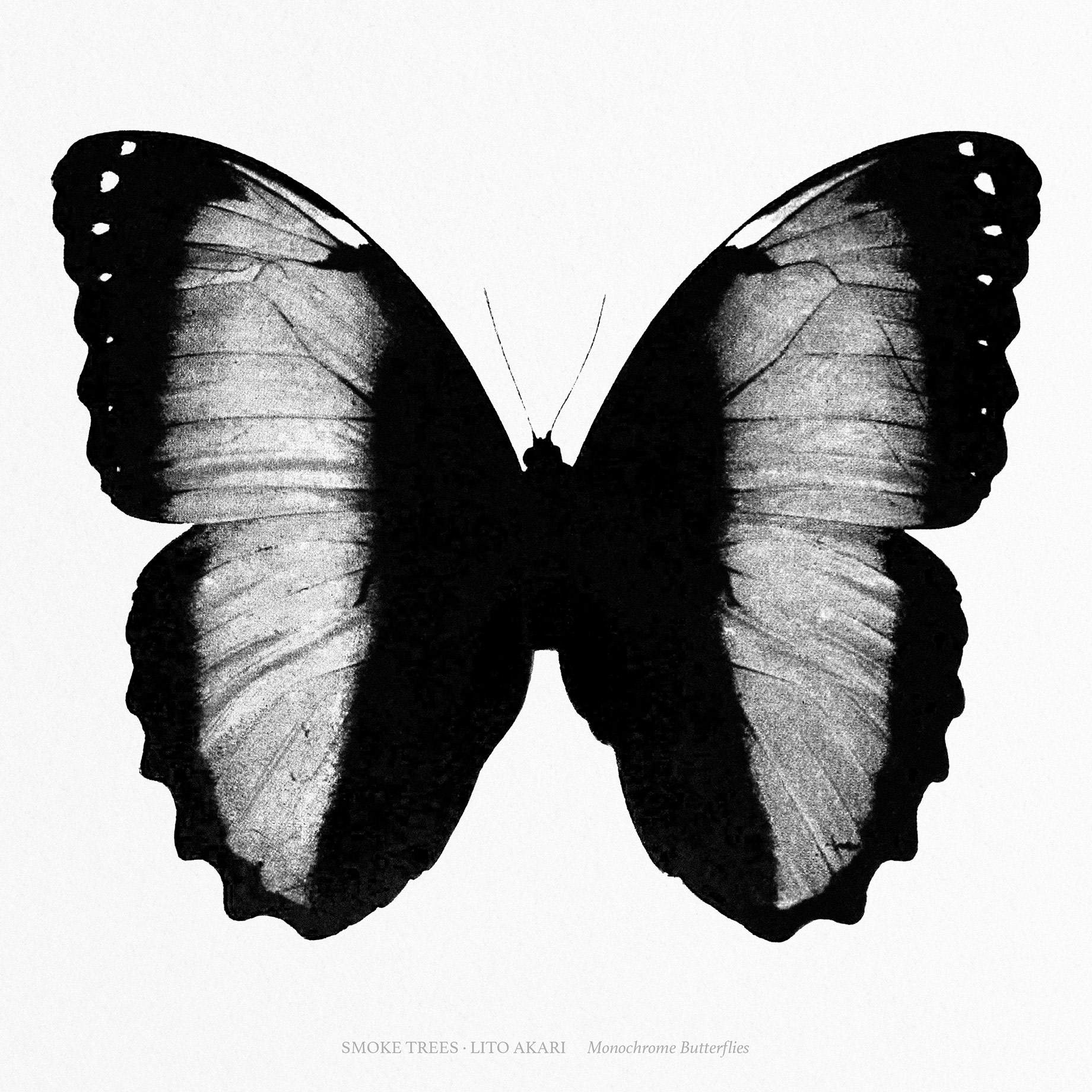 Smoke Trees & Lito Akari - Monochrome Butterflies